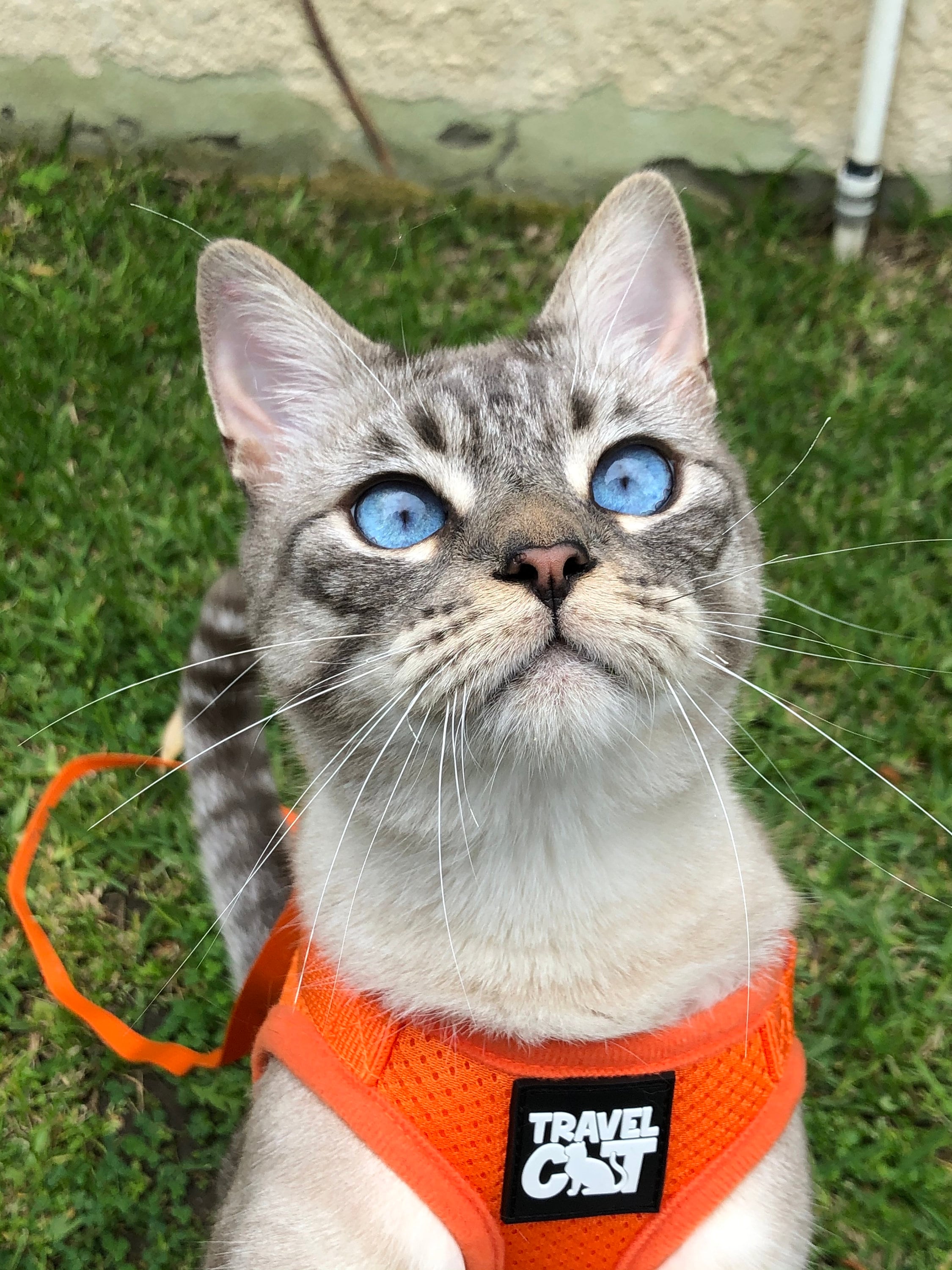 The True Adventurer Reflective Cat & Kitten Harness and Leash