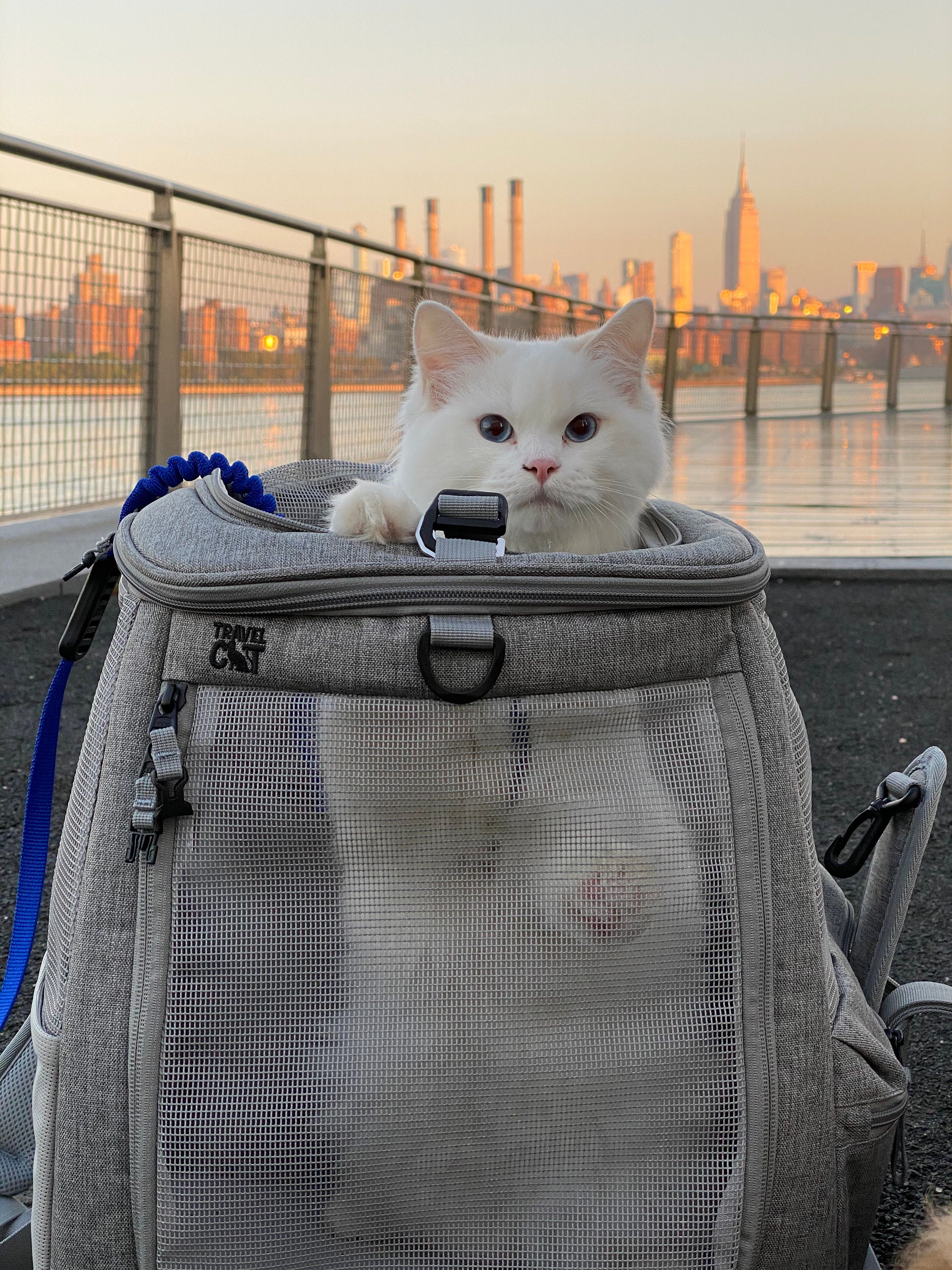 The Transpurrter Ultimate Calming Convertible Cat Carrier in Heather Grey / Your Cat Backpack