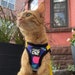 see more listings in the Cat Harnesses & Leashes section