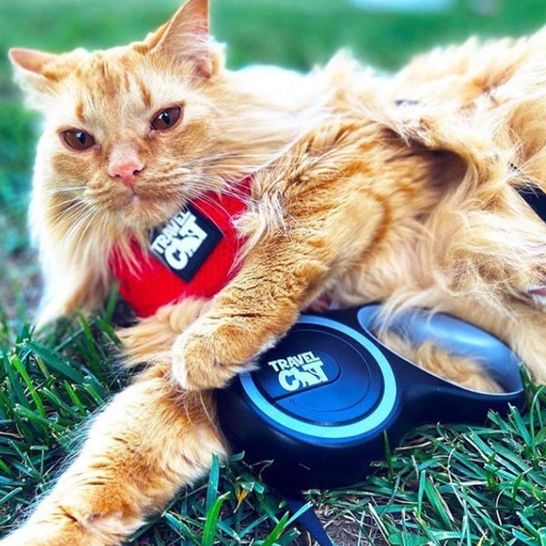 The Captain" Retractable Leash for Cats