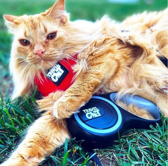 cat retractable leash