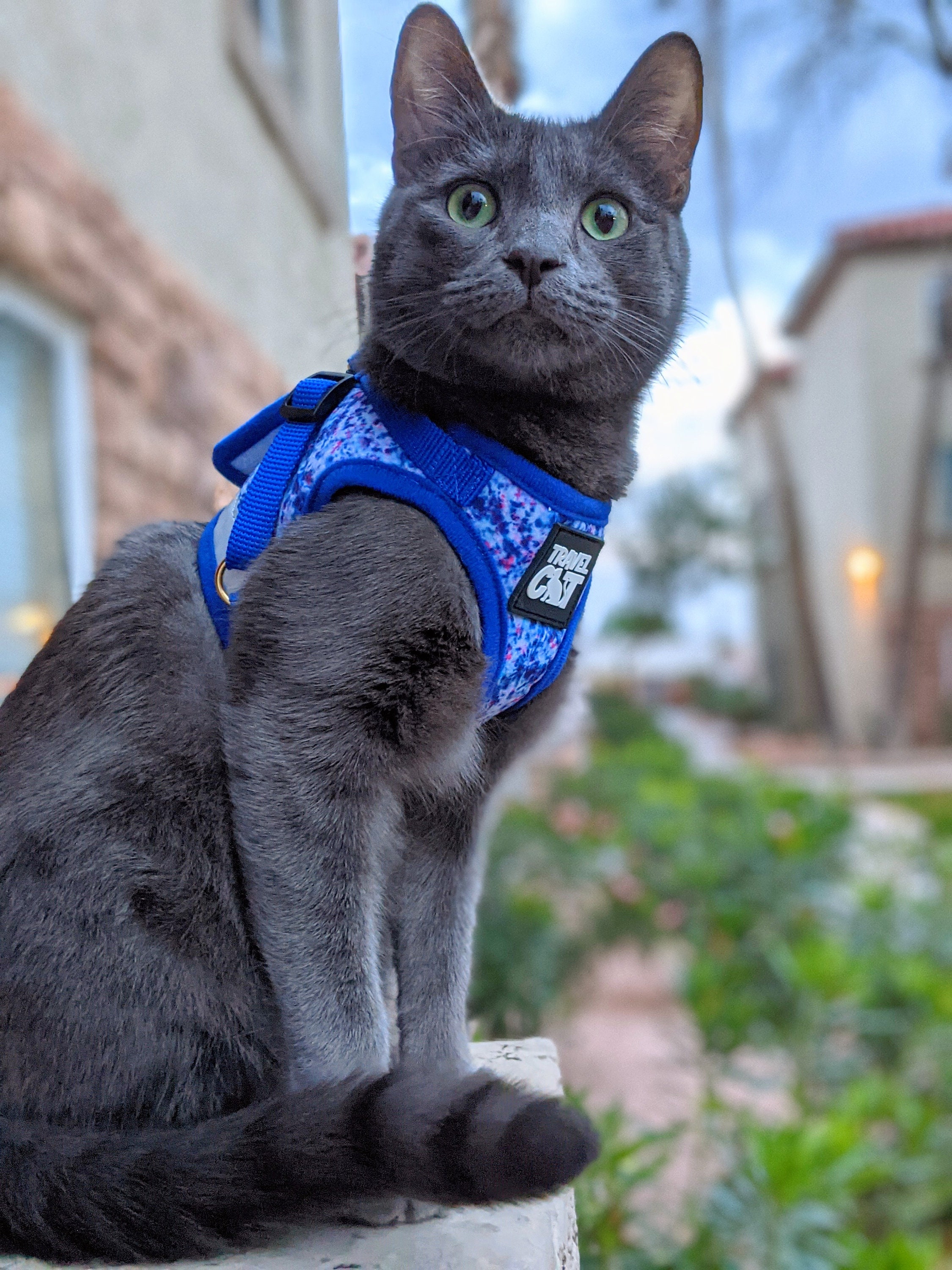 The True Adventurer Reflective Cat Kitten Harness and Leash Set