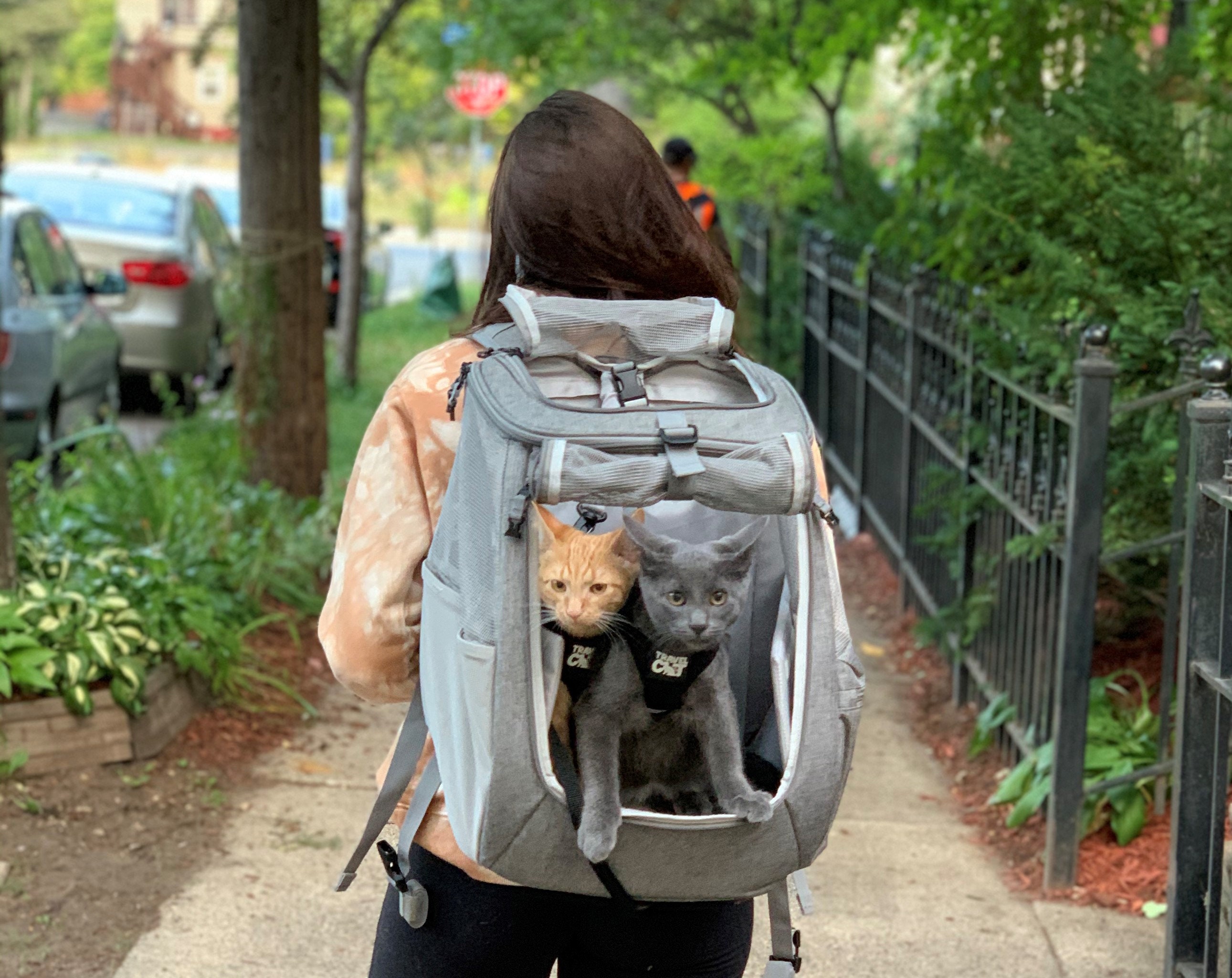 Test Kitties Review the Popular Fat Cat Bubble Backpack