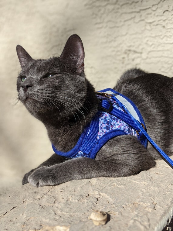 Stray x Travel Cat Harness & Leash Set - Limited Edition