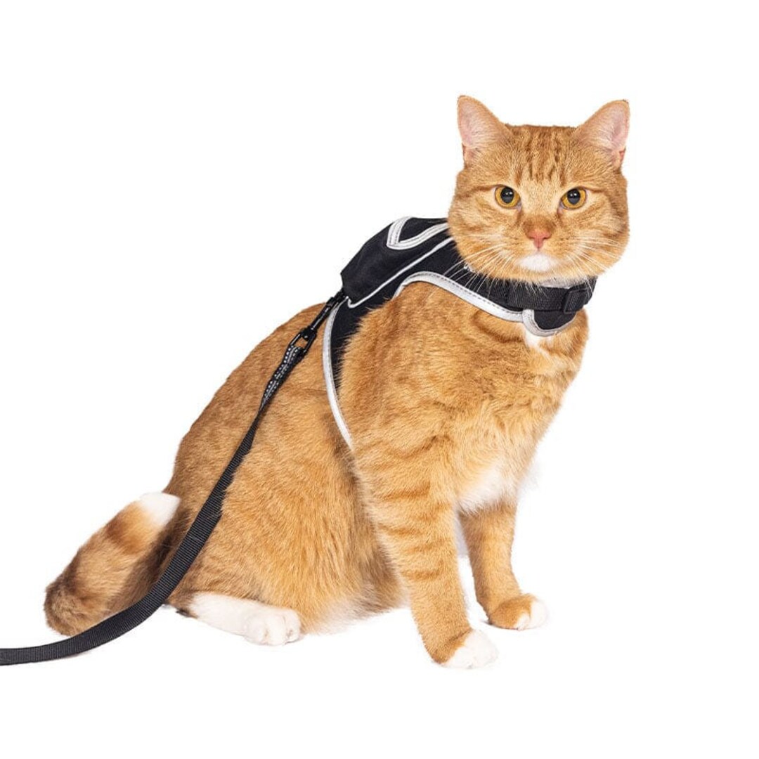 Stray X Travel Cat Harness & Leash Set Limited Edition Etsy