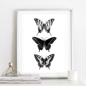 May include: A framed black and white print of three butterflies. The butterflies are arranged vertically, with the largest butterfly at the top and the smallest butterfly at the bottom. The butterflies are all in flight, with their wings spread wide.