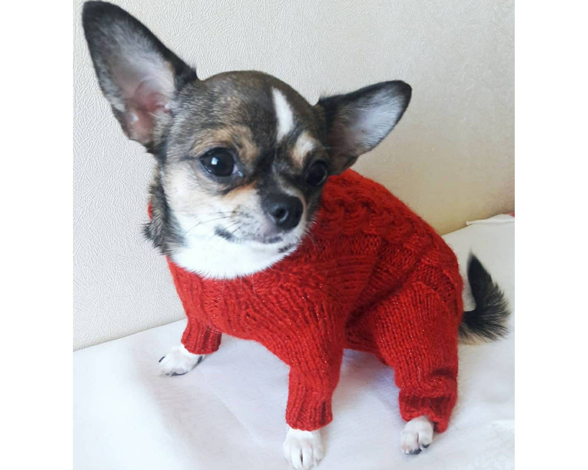 Dog sweater for a small doggirl Dog sweater girl Small Etsy