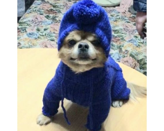dog sweater from beanie