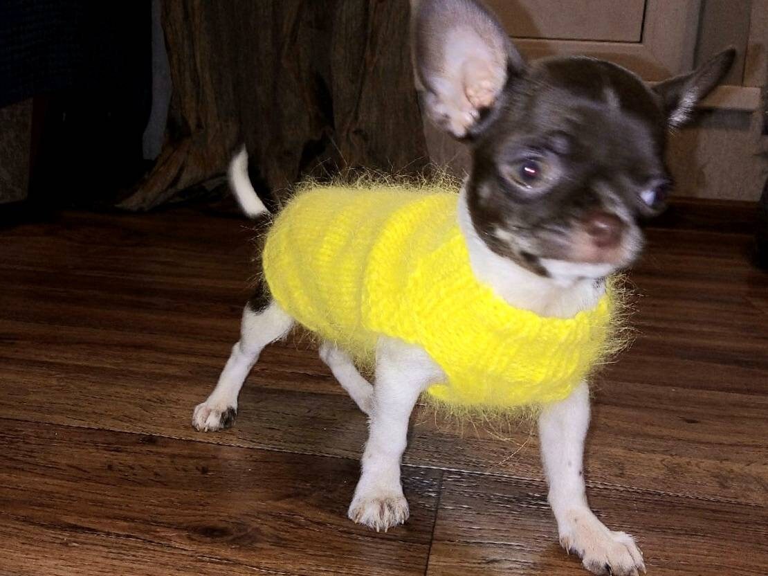 Dog sweater for chihuahua or other small dogs Dog clothes for Etsy