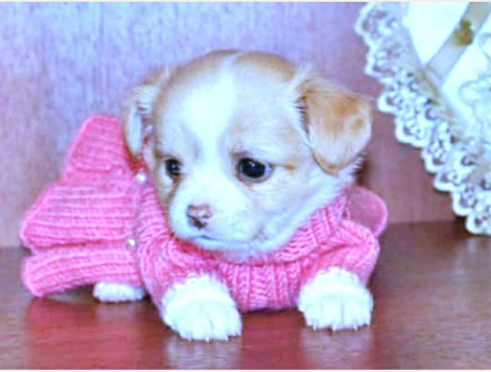 XXS dog clothes girl Small Dog dress for puppies Dog Etsy