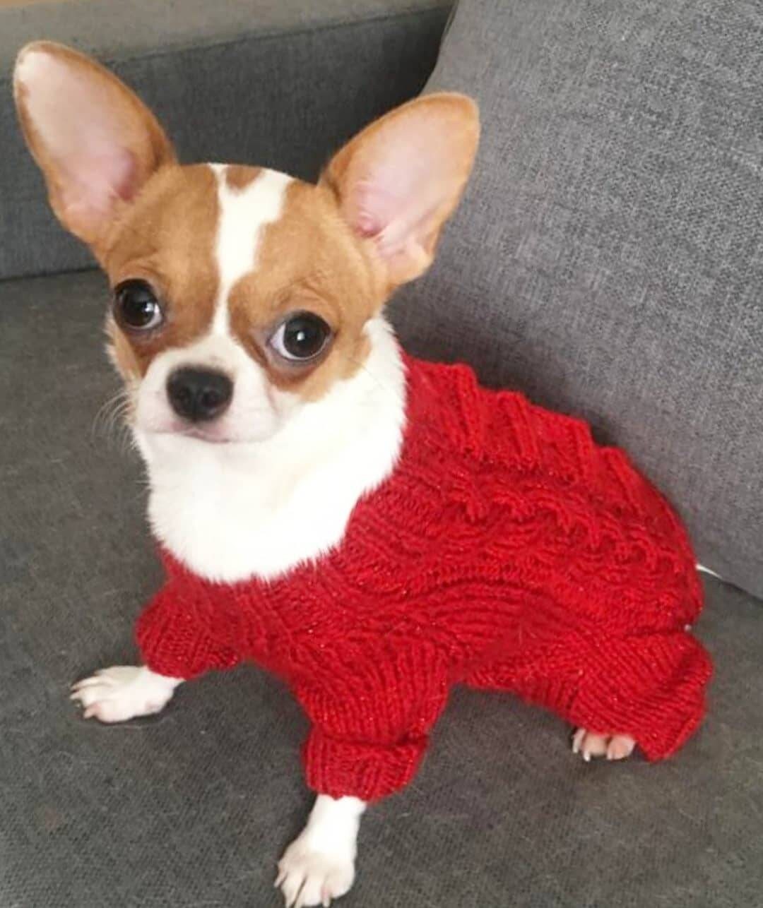 Dog sweater for a small doggirl Dog sweater girl Small Etsy