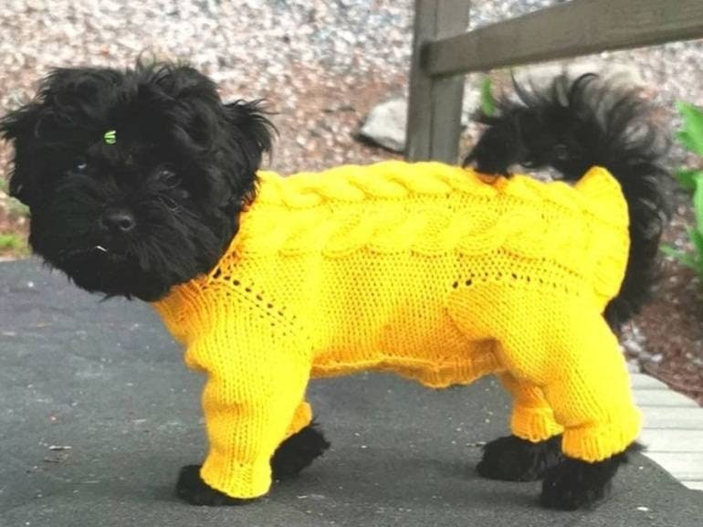 Dog clothes for a small dogboy Chihuahua clothes Small Etsy