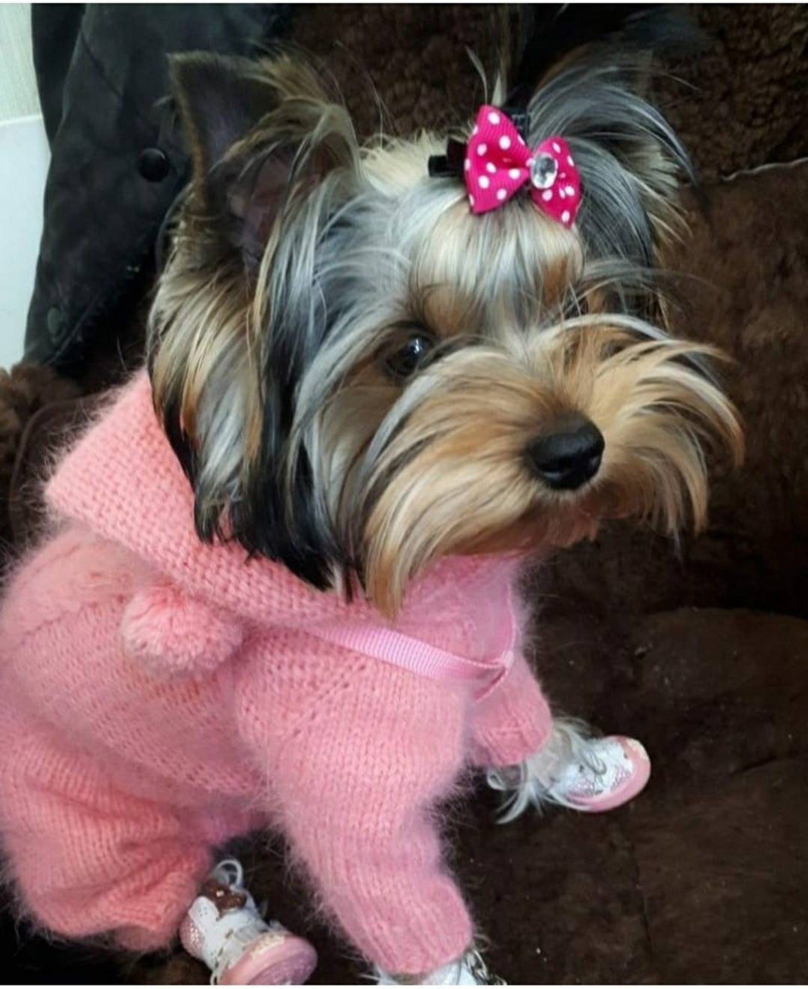 Fluffy dog clothes for a small doggirl with a closed tummy Etsy