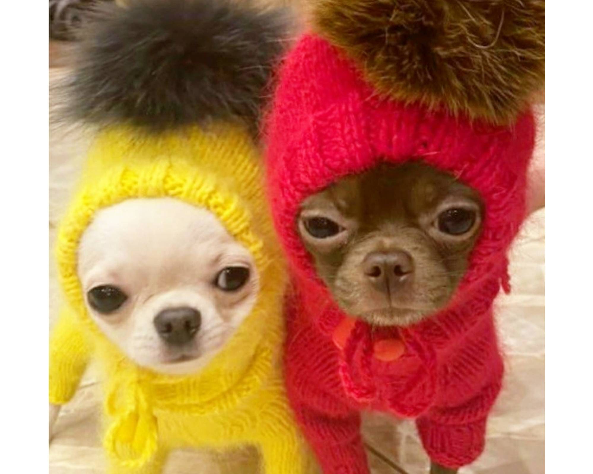 russian hat dog
