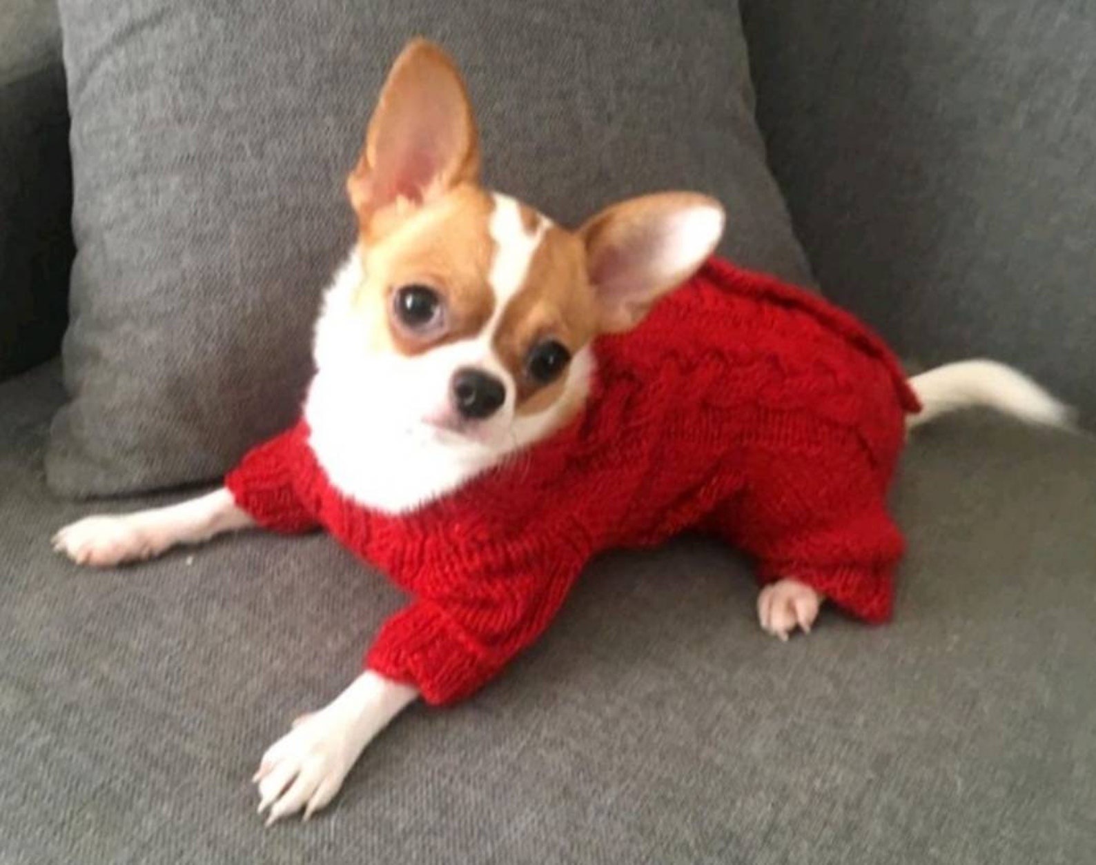 Dog Sweater for a Small Doggirl Dog Sweater Girl Small Etsy