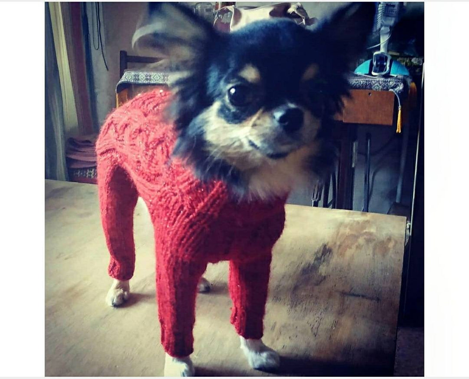 Dog Sweater for a Small Doggirl Dog Sweater Girl Small Etsy