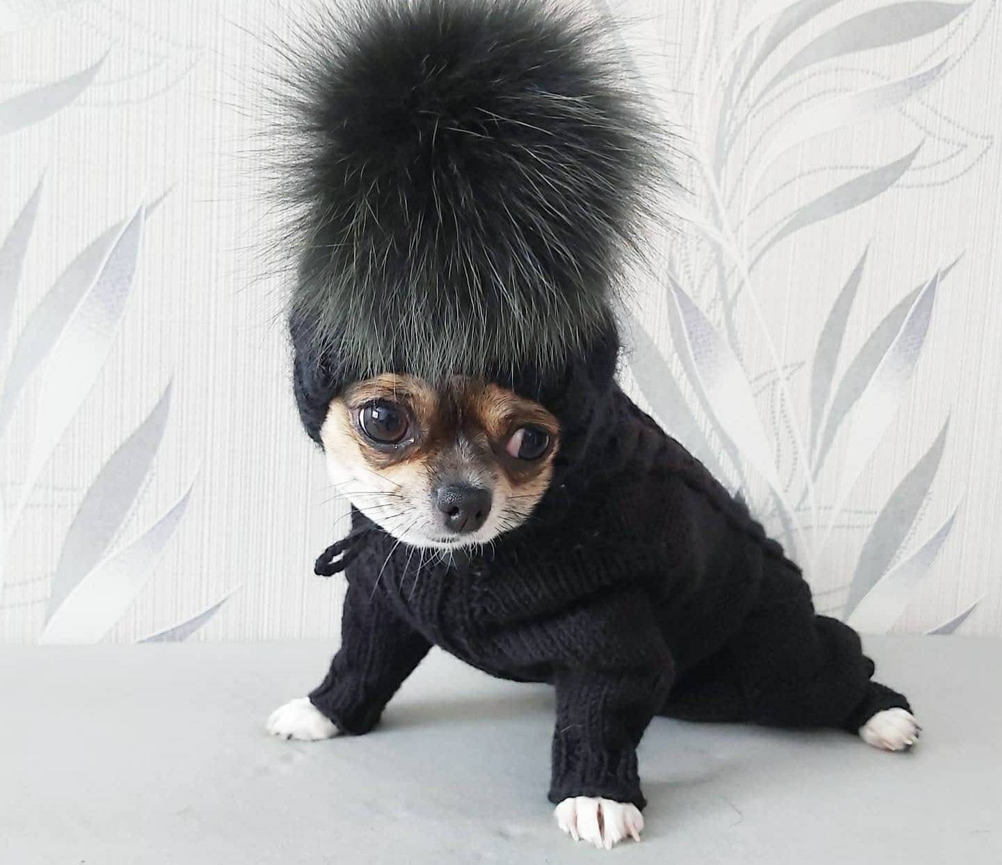 Dog clothes boy Dog sweater and dog hat for chihuahua or Etsy