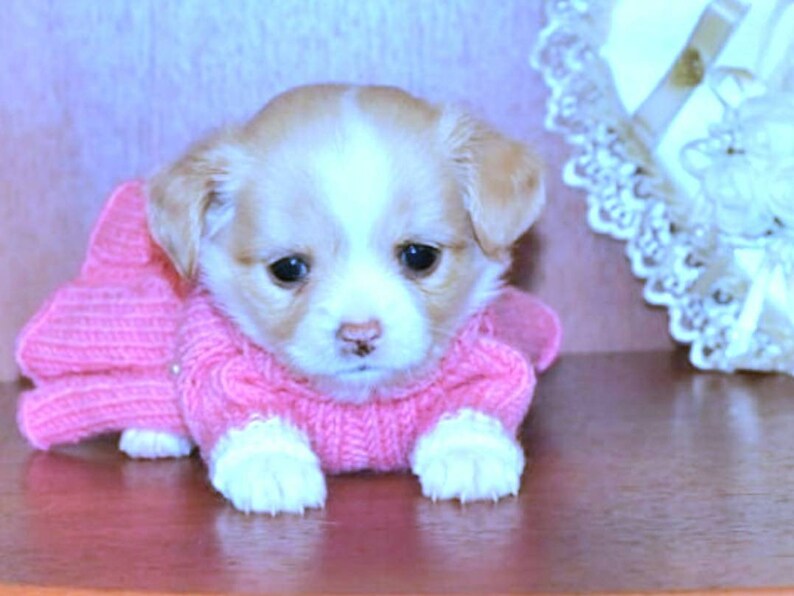 XXS dog clothes XXS Dog dress for puppies Dog clothes for Etsy