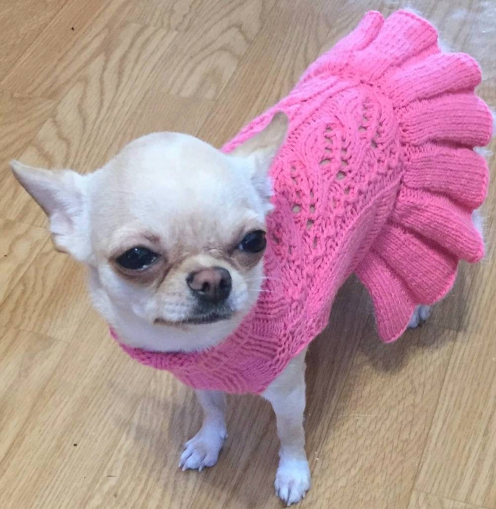 XXS Dog Clothes Girl Dog Birthday Dress Dog Wedding XXS Etsy