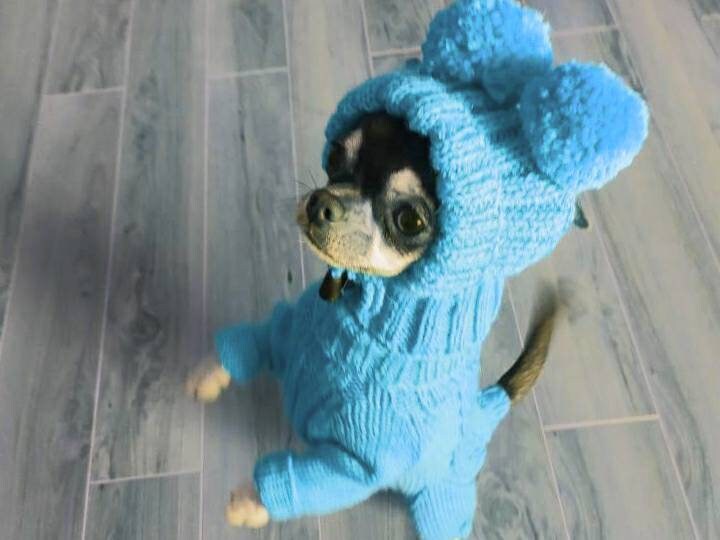 Dog clothes boy Dog sweater and dog hat for chihuahua or Etsy