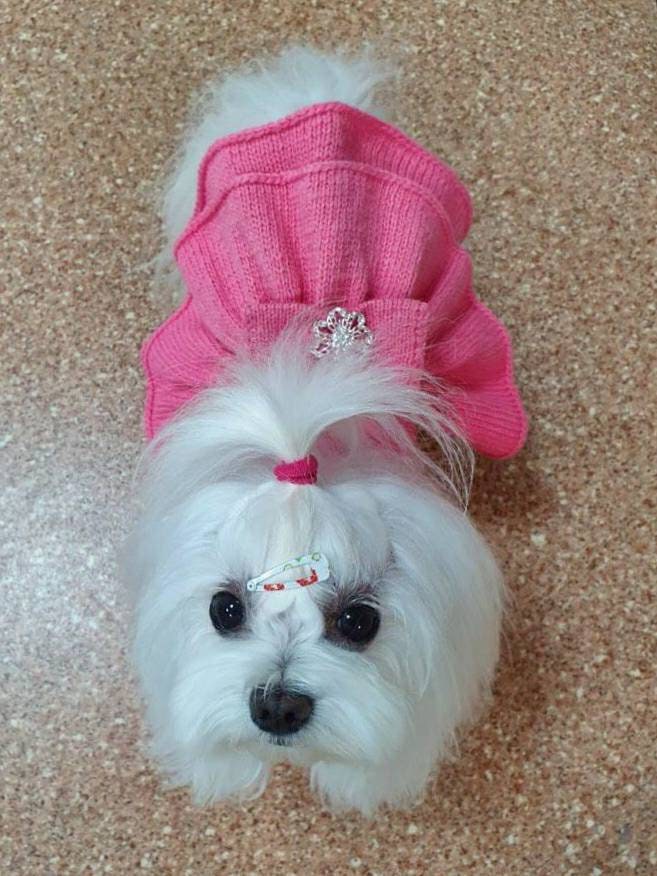 Dog pink dress for a maltese or another small dog made of Etsy