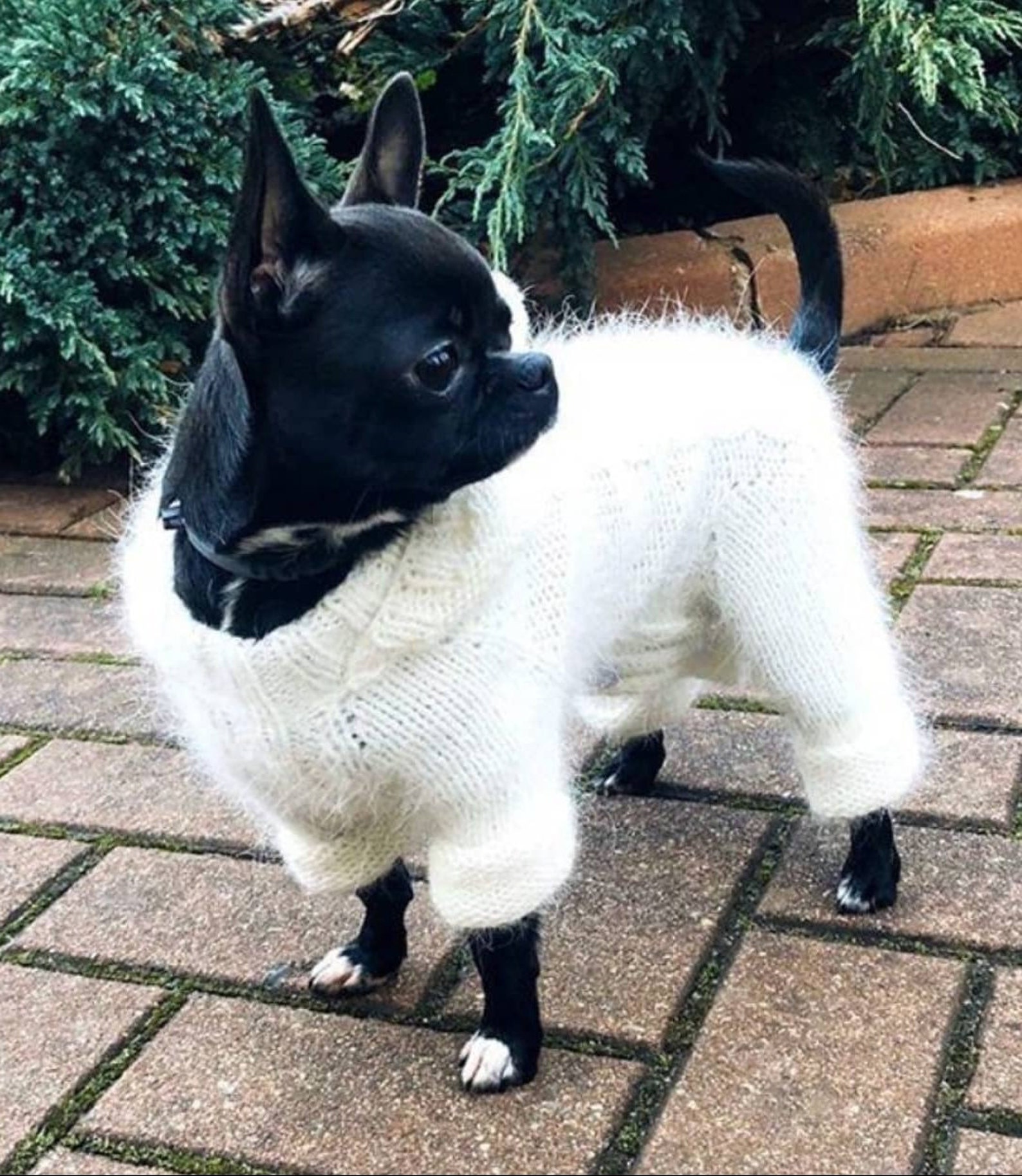 Fluffy Dog Clothes For A Small Dog girl With A Closed Tummy Etsy fluffy-dog-clothes-for-a-small-dog-girl-with-a-closed-tummy-etsy