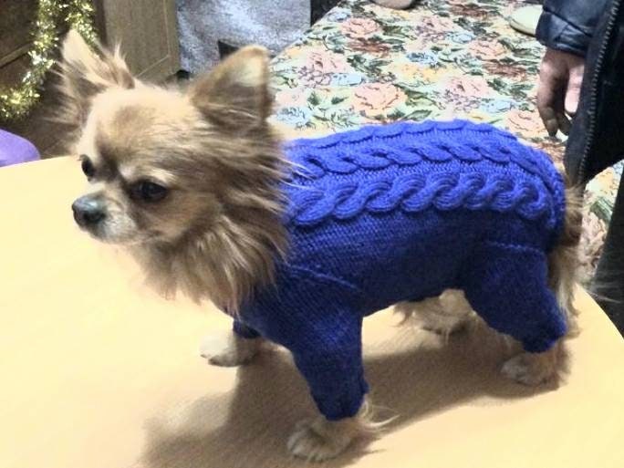Dog clothes for a small dogboy Chihuahua clothes Small Etsy