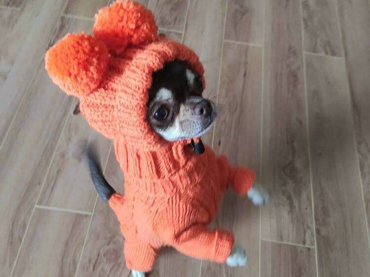 dog clothes