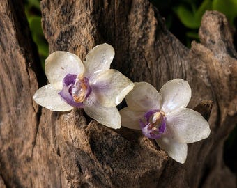 May include: Two delicate, off-white orchid blossoms with purple centers rest on a weathered, textured piece of brown wood. The flowers have a translucent quality, and the background is a blurred green.