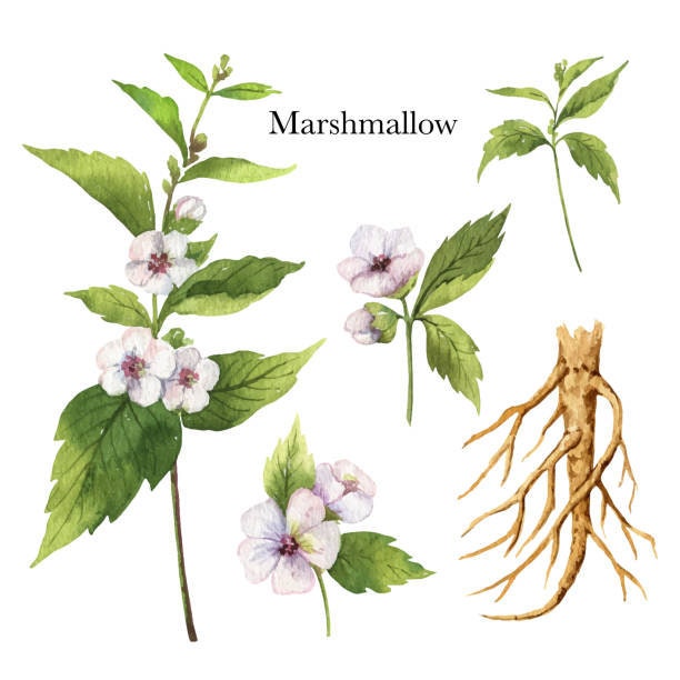 Marshmallow Root Syrup Etsy UK