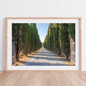 Photography - Tuscany and its cypress trees in Italy