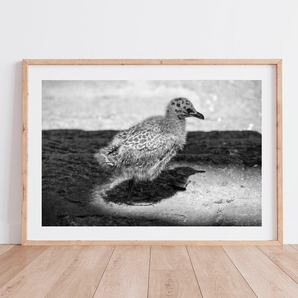 Photographie - Bébé mouette en noir et blanc