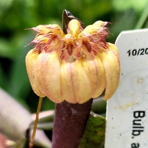Exotic and rare Bulbophyllum auratum; miniature orchid species, blooming size live plant, ideal terrarium and houseplant, warm growing