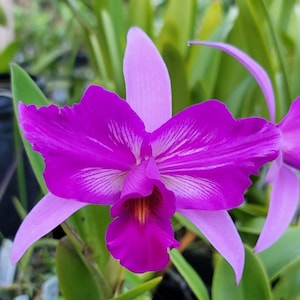Cattleya hybrid Lc. Redland (C. violacea semi-alba flammea x L. anceps lineata), award quality breeding Blooming size collectable for sale