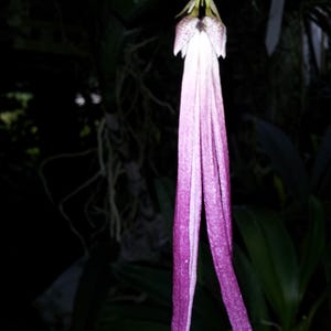 Rare Philippine Orchid Species Bulbophyllum plumatum, exotic feathered blooms, collectible miniature, warm growing