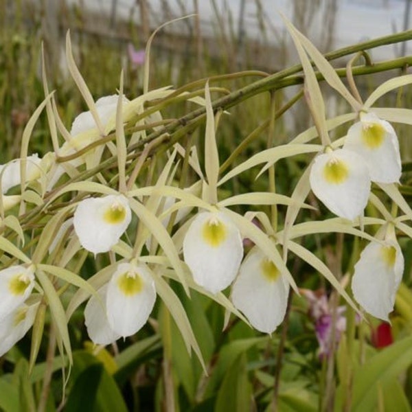 Brassavola perrinii