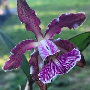 Cattleya schilleriana; exceptional pedigree, Brazilian orchid, NBS to BS