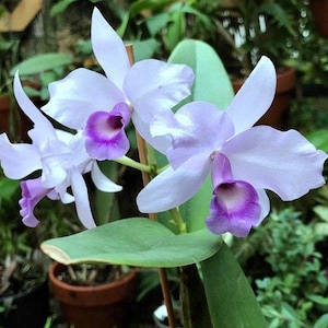 Cattleya orchid species Gur. deckeri var. coerulea 4N (syn skinneri var. deckeri); Rare color form Fall Blooming Near NBS orchid for sale