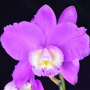 Cattleya Brazilian Midway Orchid Plant; Award Quality, Vibrant Pink Hybrid, Blooming Size, 4 inch pot