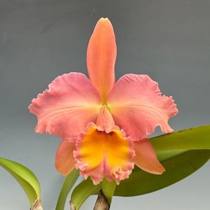 Cattleya hybrid Rlc. Pamella Ann Oliveros award quality robust easy growing blooming size live orchid plant for sale