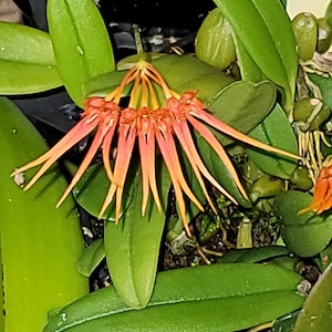 Orchid species Bulbophyllum skeatianumorchid rare miniature orchid for Terrariums and Vivariums, warm growing live plant blooming size