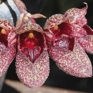 Lepanthes chorista 原種エクアドルミニチュアオーキッドパルダ Lepanthes chorista 原種エクアドルミニチュアオーキッドパルダ