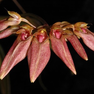 Orchid species Bulbophyllum weberi (syn baucoense) Very rare miniature indoor orchid for terrarium live plant NBS