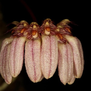 Bulbophyllum species Bulb. roxburghii warm growing exotic indoor outdoor orchid live plant for sale