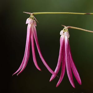 Rare Philippine Orchid Species Bulbophyllum plumatum, exotic feathered blooms, collectible miniature, warm growing