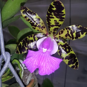 Cattleya aclandiae 4N; Exotic and Fragrant Brazilian Orchid Species dwarf live plant orchid for sale