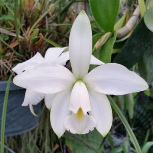 Very Rare Cattleya Species C. violacea var. alba pristine white fragrant flowers starter-sized seedling live plant for sale
