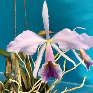 Cattleya Hybrid C. David Sander coerulea (C. jenmanii coerulea x C. percivaliana coerulea) rare color form collectible blooming size orchid