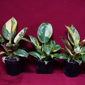 Philodendron Nuclear Green Congo Variegated Rare Aroid Plant bild 3