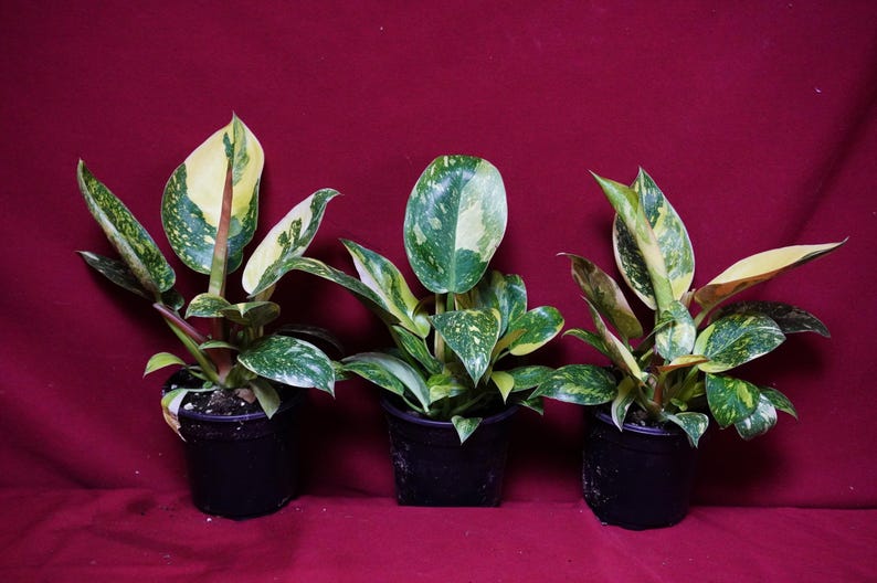 Philodendron Nuclear Green Congo Variegated Rare Aroid Plant bild 3